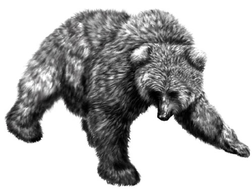 harley - davidson bear
