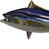 yellowfin tuna